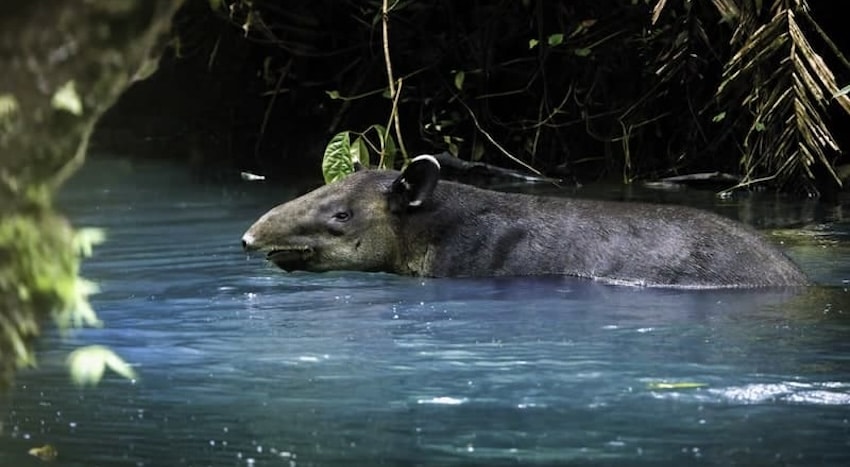 faune tapir tenorio is 1