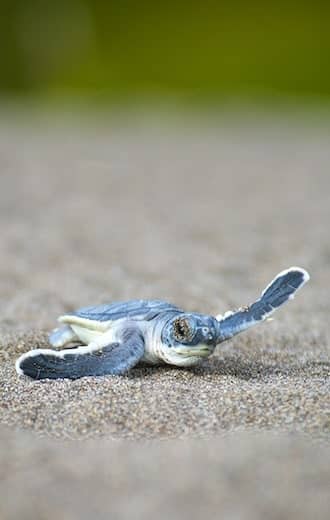 faune tortue bebe is vert