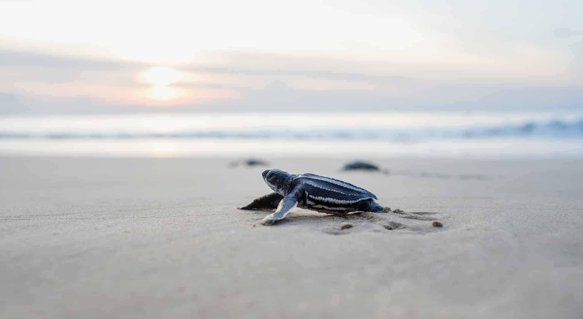 faune iguane px copie