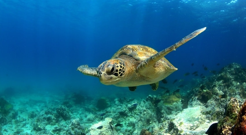 faune tortue verte nage is 1