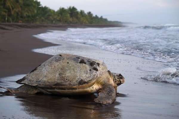 fauna turtle tortuguero costa rica