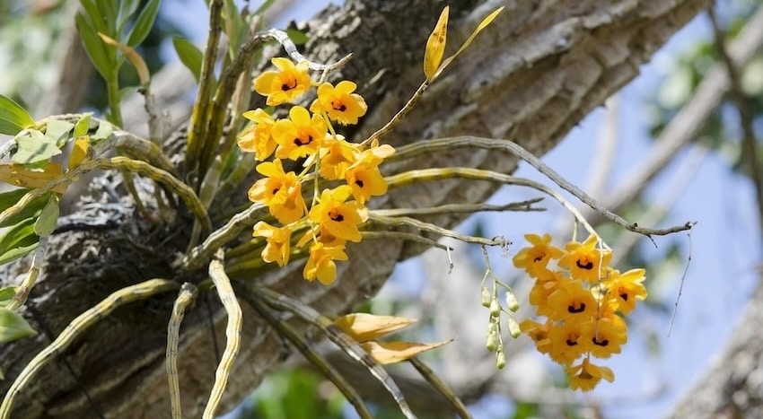 flore orchidee is