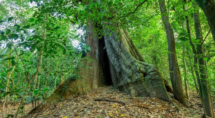 paysage arbre carara foret is