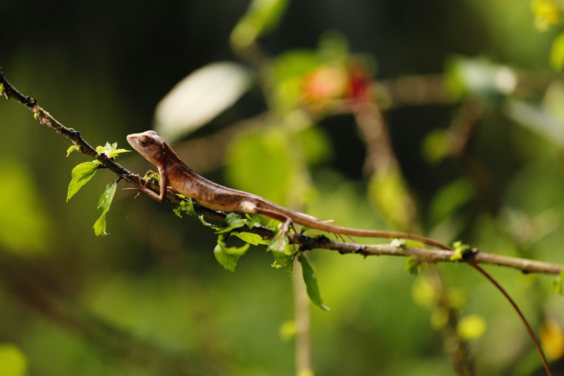 faune iguane px copie