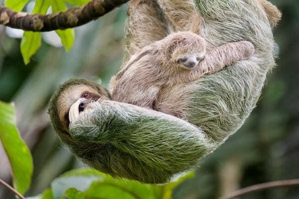 Faune paresseux maman bebe