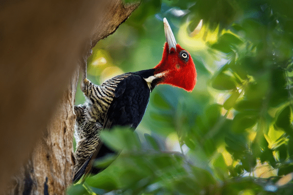 fauna lineated woodpecker costa rica decouverte