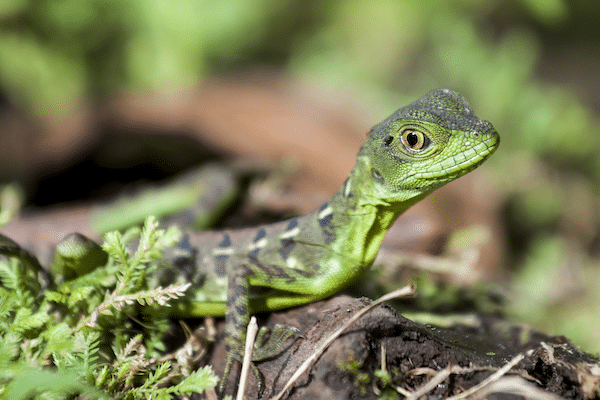 fauna lizard gecko green