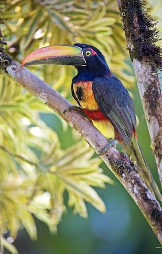 faune Aracari a collier is