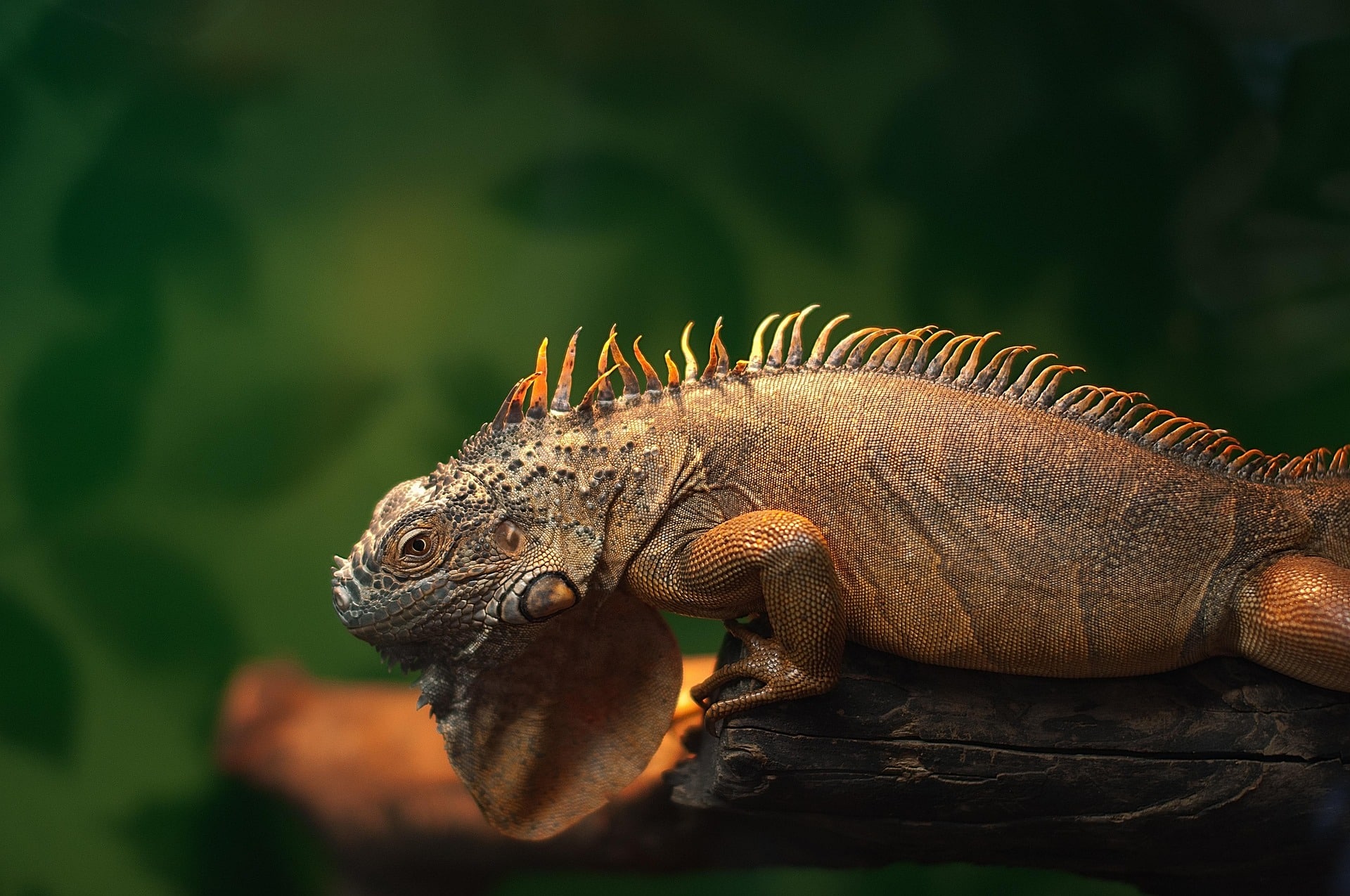 faune iguane px copie