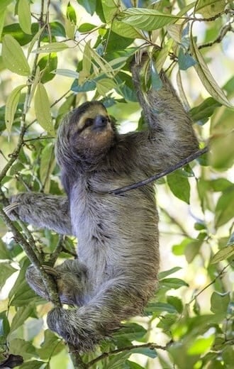 faune paresseux debout branche is costa rica