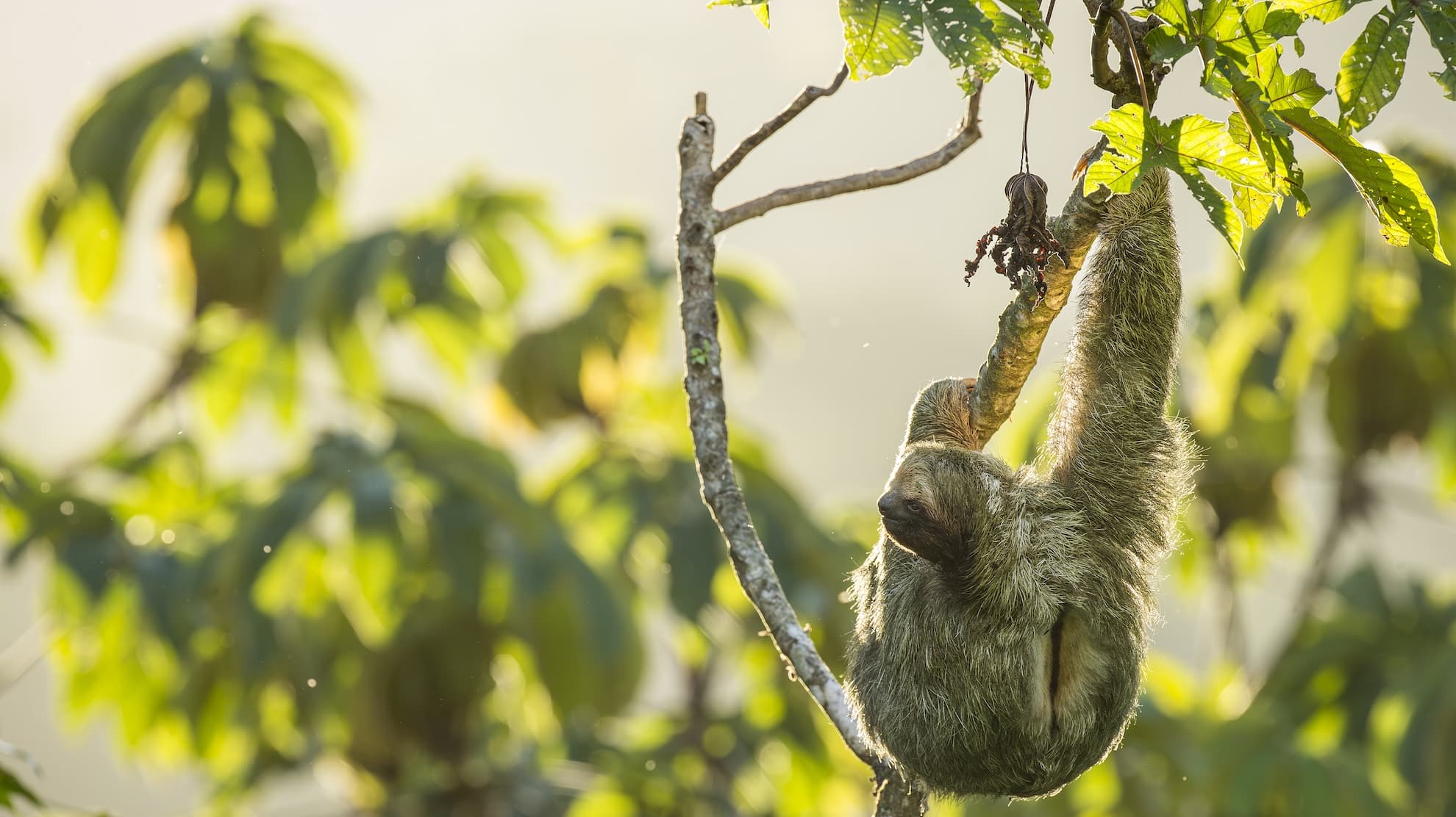 faune iguane px copie