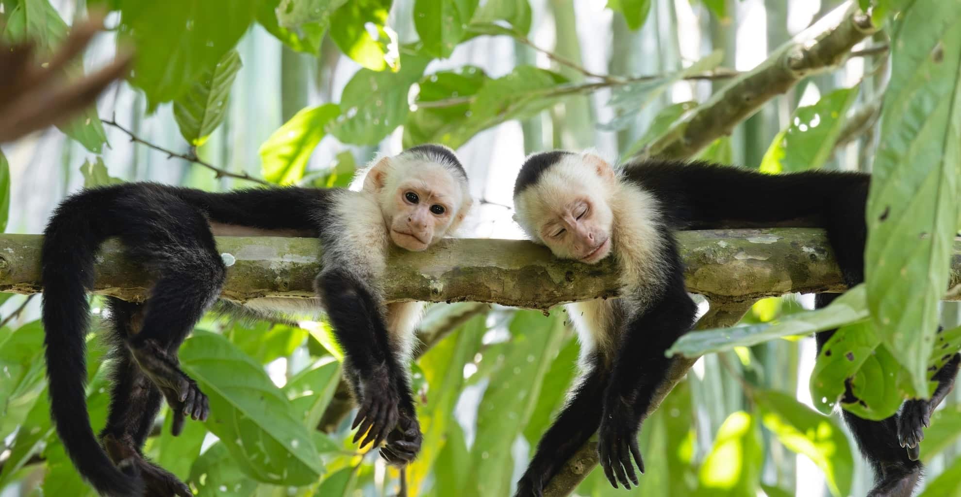 faune iguane px copie