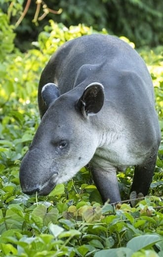 faune tapir vert is