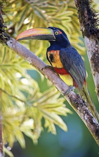 tucan aracari fauna costa rica