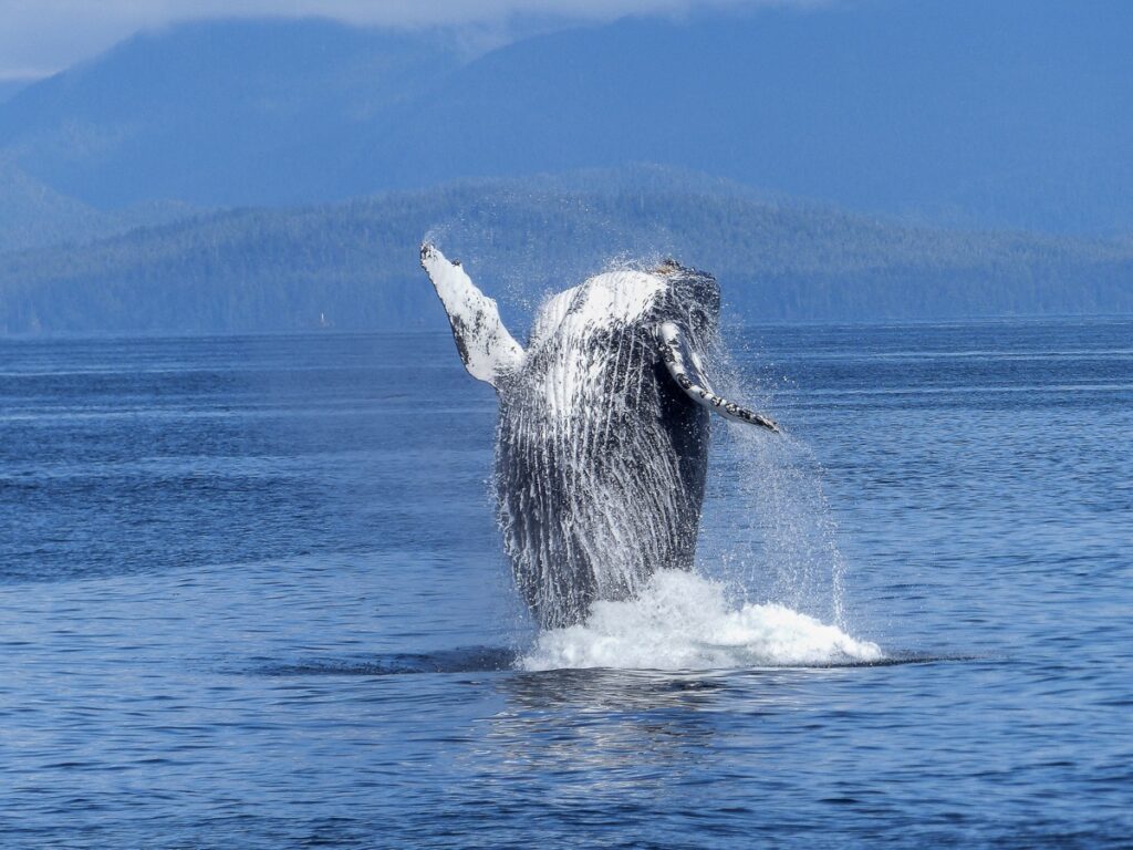 Baleine à bosse à Uvita, Costa Rica