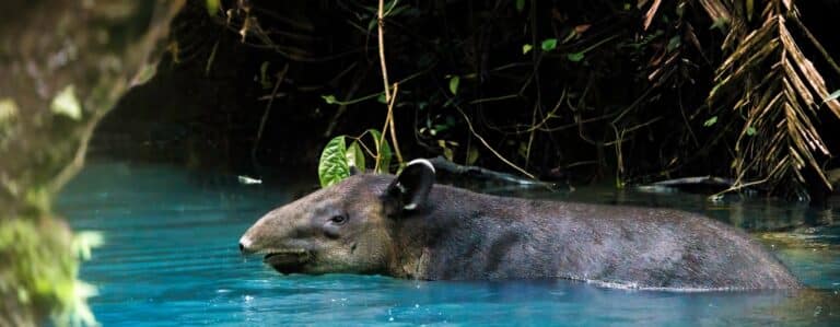 Tapir se baigne dans le Rio Celeste au Parc Tenorio.