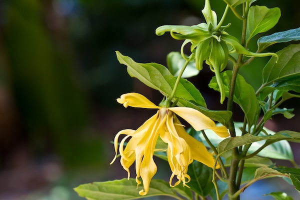 Ylang Ylang Flowers on tree