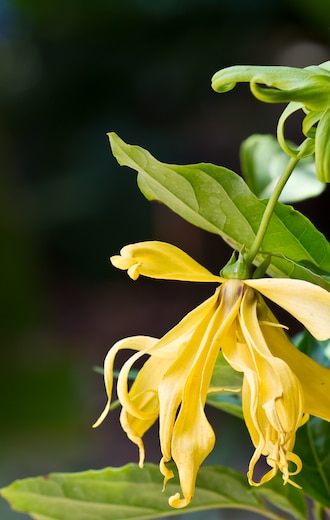 Ylang Ylang Flowers on tree