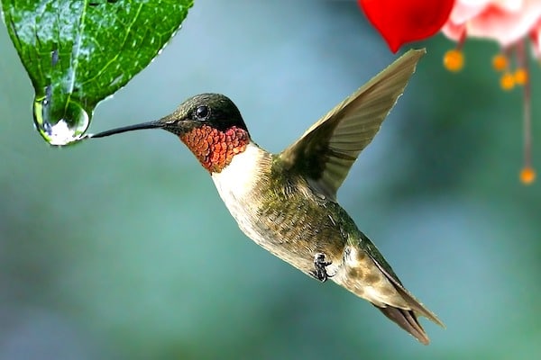 colibri goutte costa rica px