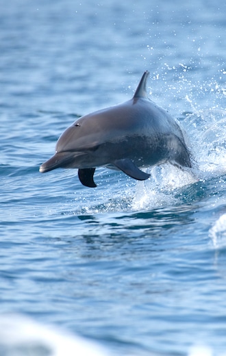 Pantropical Spotted Dolphin