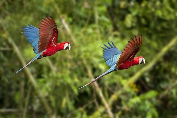 faune aras couple vol is costa rica decouverte