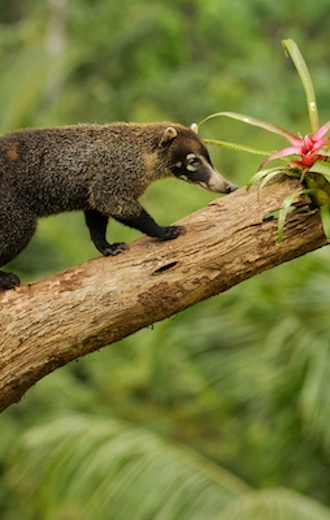 White nosed Coati Nasua narica, known as the coatimundi, member of the family Procyonidae (raccoons and their relatives) Local Spanish names for the species include pizote, antoon, and tej√≥n