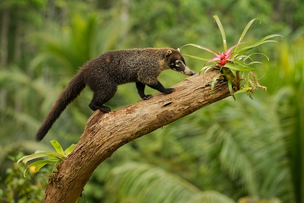 White nosed Coati Nasua narica, known as the coatimundi, member of the family Procyonidae (raccoons and their relatives) Local Spanish names for the species include pizote, antoon, and tej√≥n