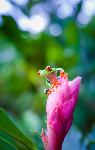 Red eyed tree frog, Costa Rica rain forest