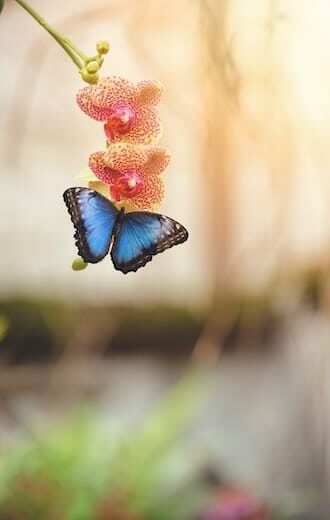 faune is papillon morpho orchidee