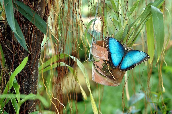 faune morpho pot terre px copie