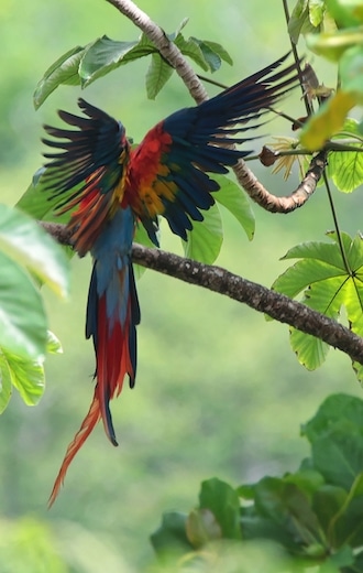 Macaw spreading wings in tree