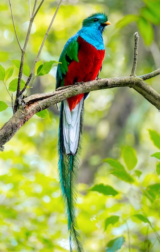 Male of resplendent quetzal