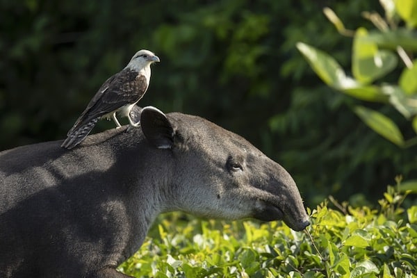 Baird's tapir and a Yellow headed caracara