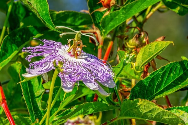 fleur de la passion