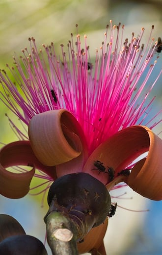 fleur rose arbre costa rica