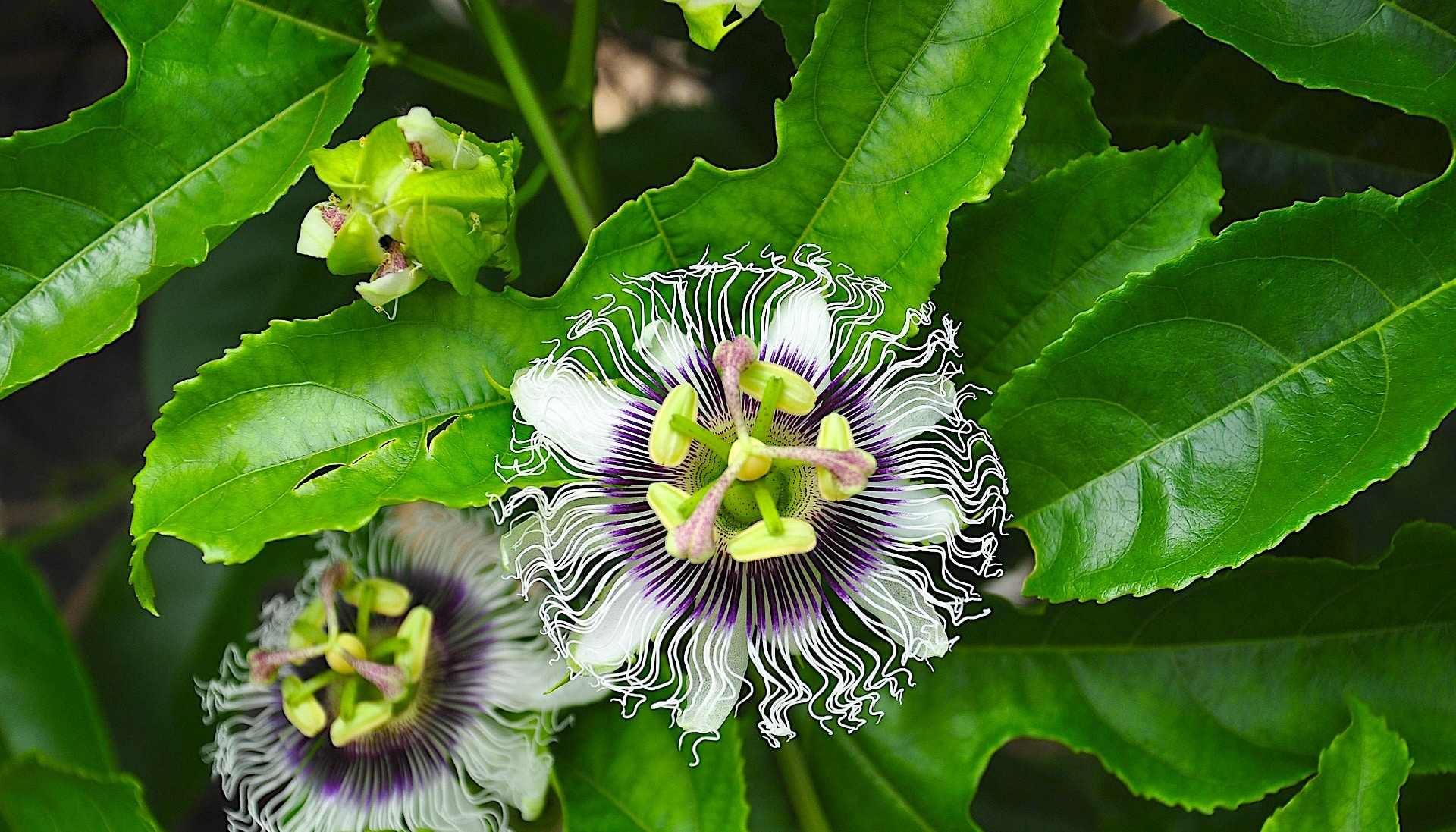 faune iguane px copie