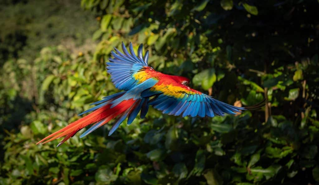 Ara rouge en plein vol au costa Rica