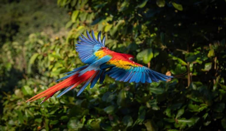 Ara rouge en plein vol au costa Rica