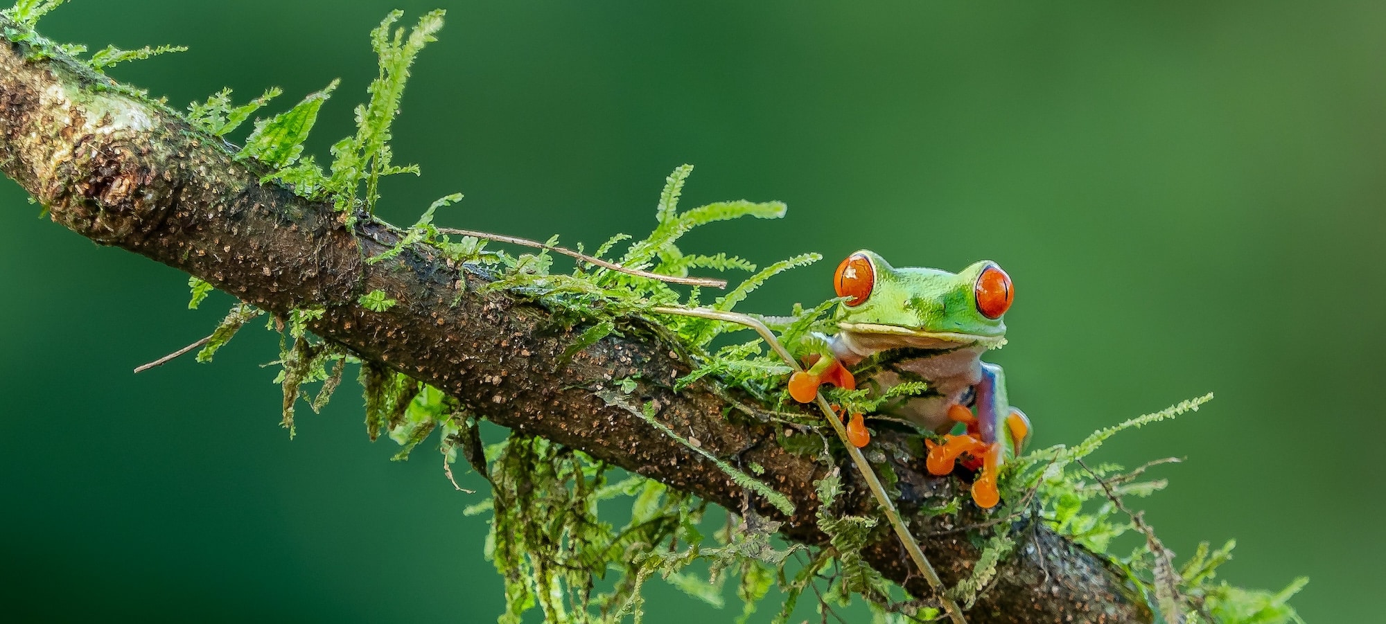 faune iguane px copie