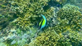 Faune poissons ange noir Isla del Caño