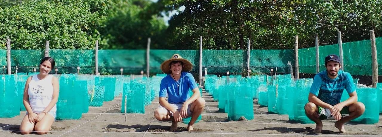 Nid des oeufs de Tortues de la Fondation Corcovado parrainnée par Costa Rica Decouverte.