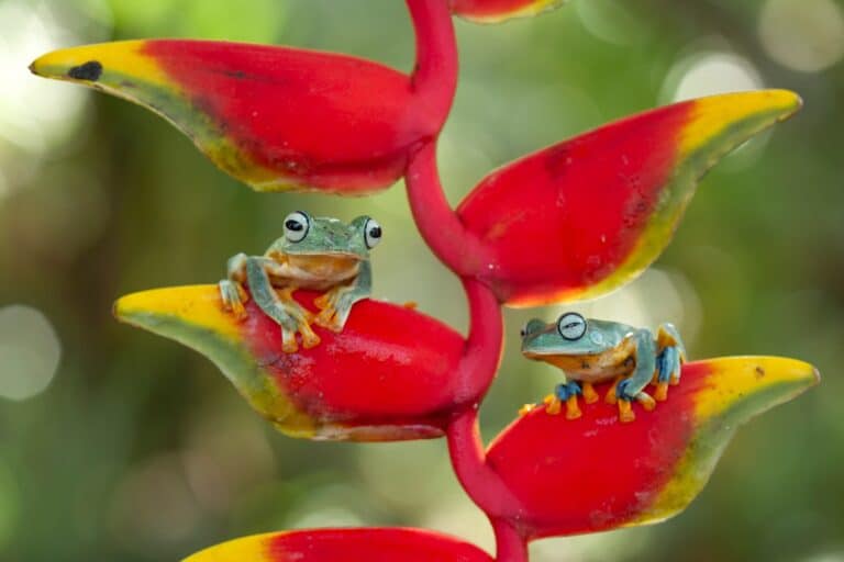 Grenouilles sur une fleur rouge dans la forêt tropicale du Costa Rica