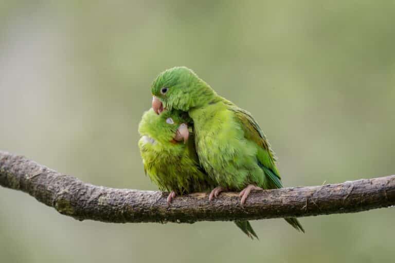 Couple de perruche au costa rica