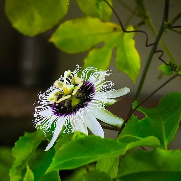 Fleur de Maracuya